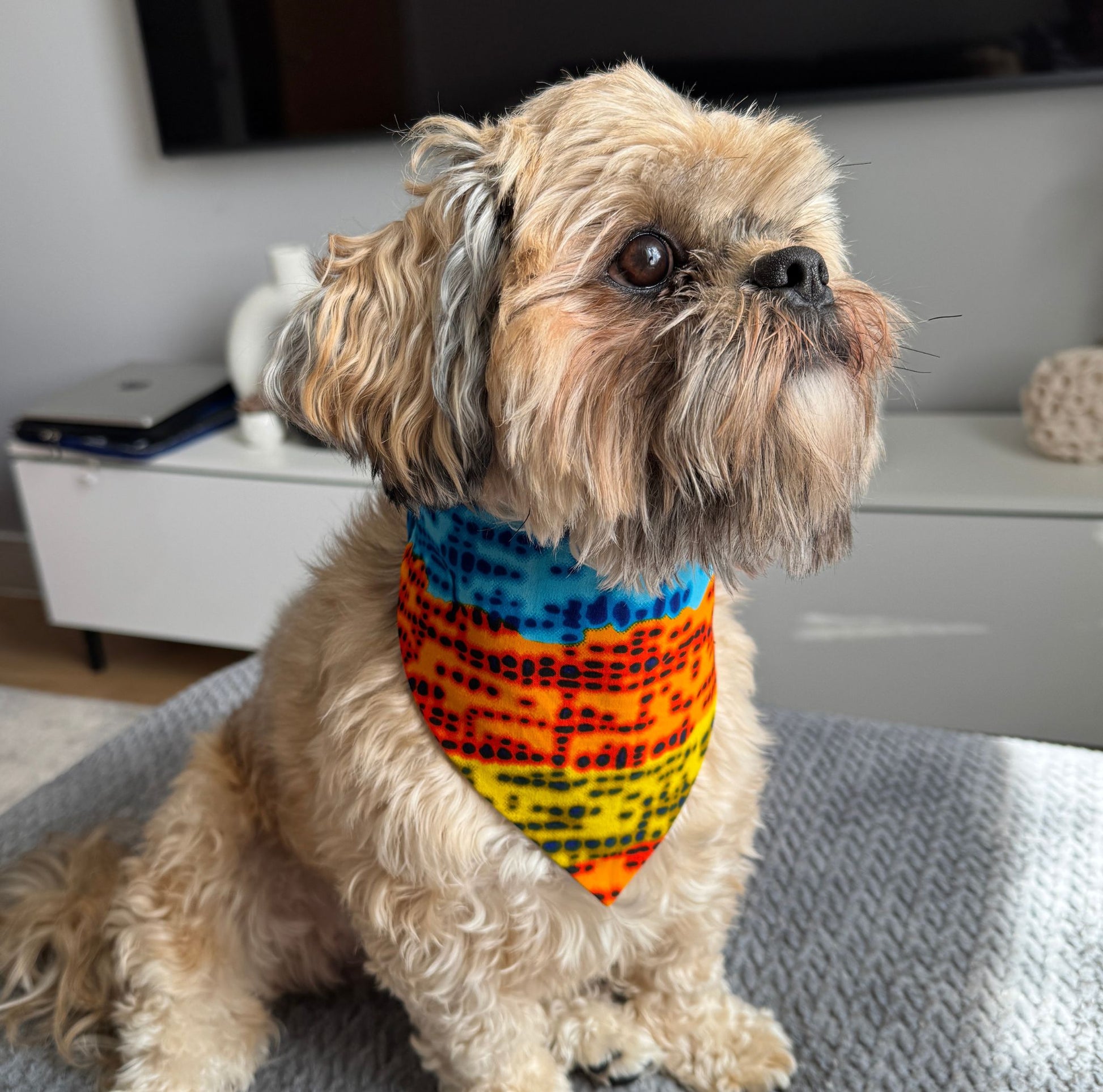 Small dog wearing a colourful bandana sitting on a couch.
