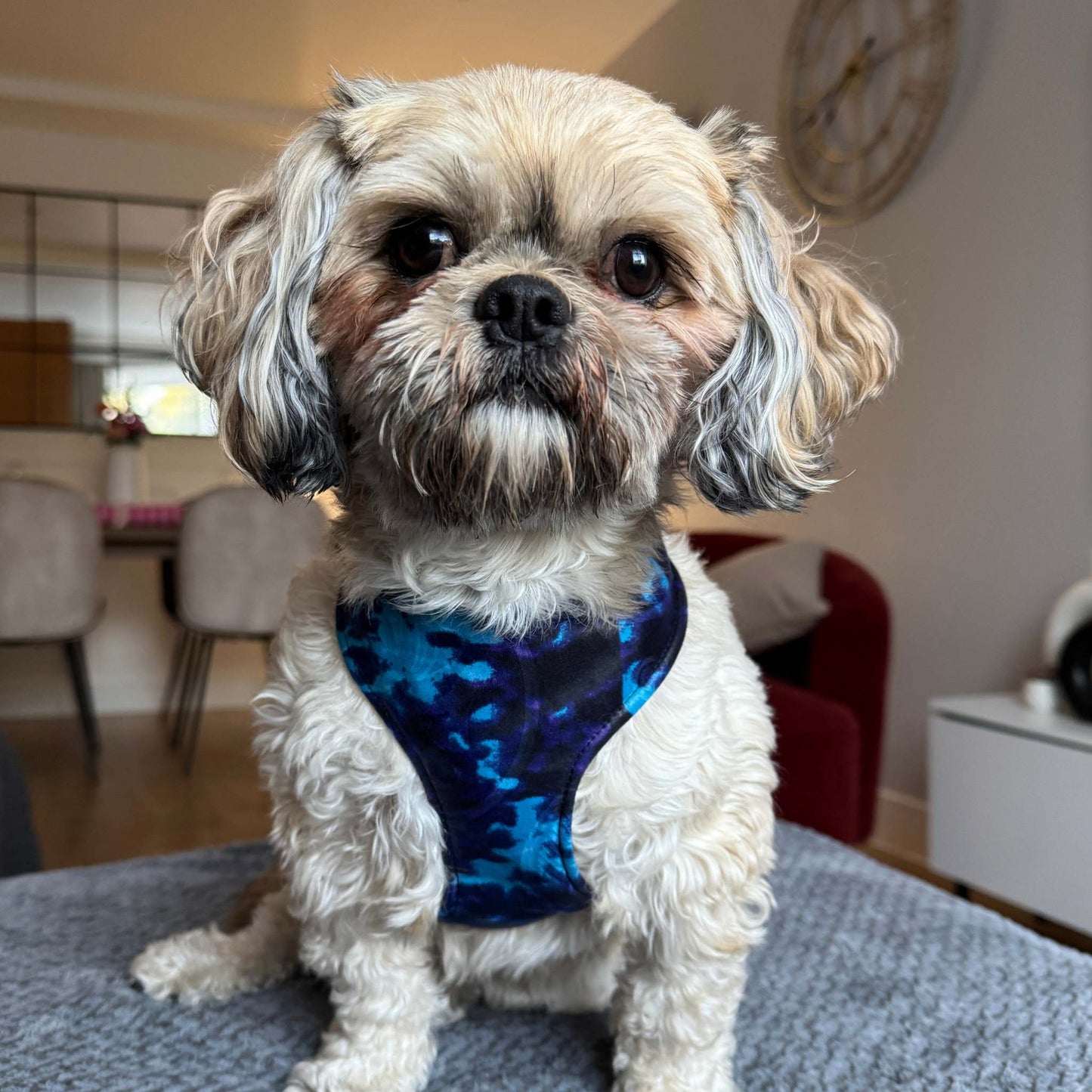 Small dog wearing the IMADE blue and purple tie-dye African print harness by Bhooki