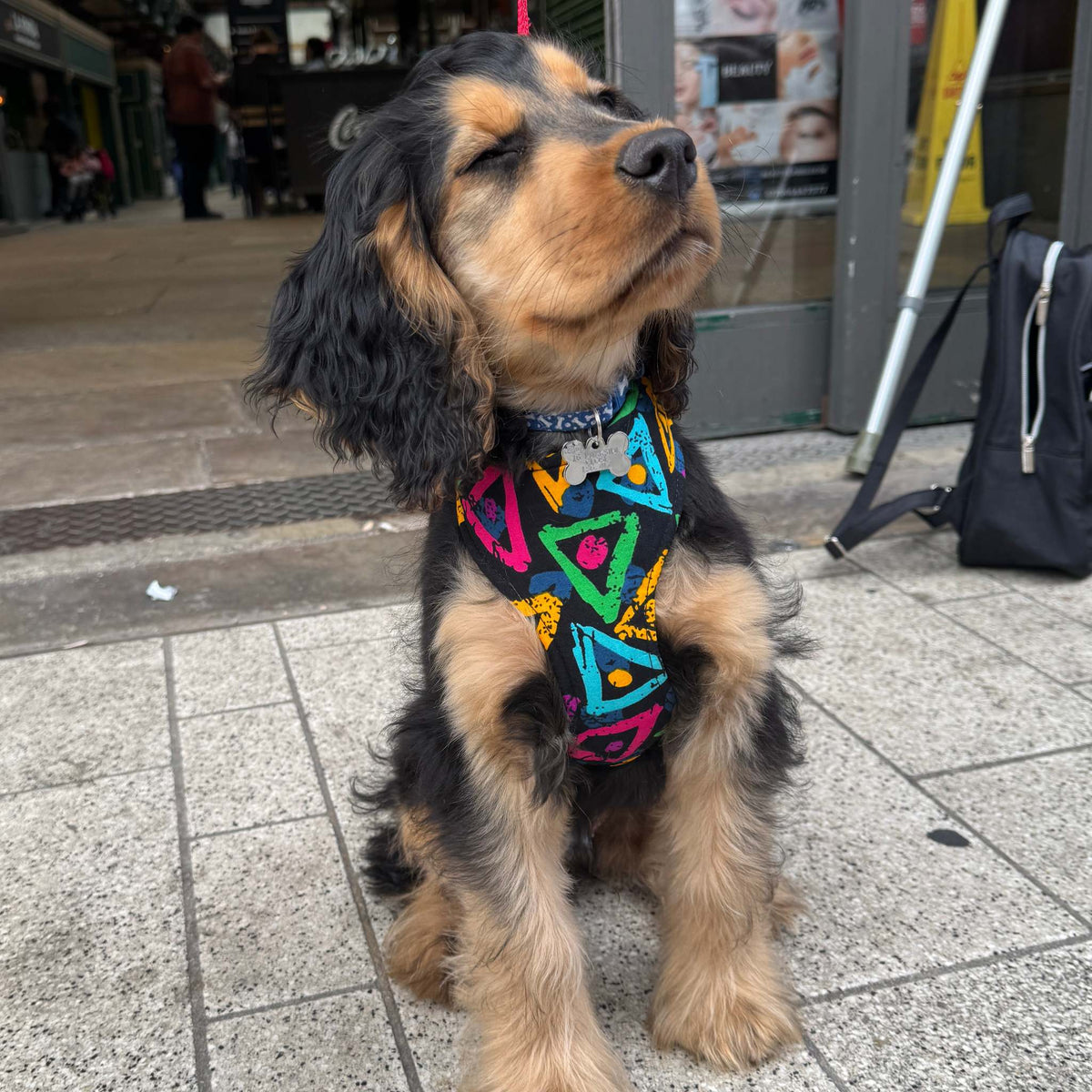 LAIDE — Black & Multicolour Triangle Dog Harness