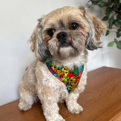 Small dog wearing the SIMI rainbow abstract African print harness by Bhooki