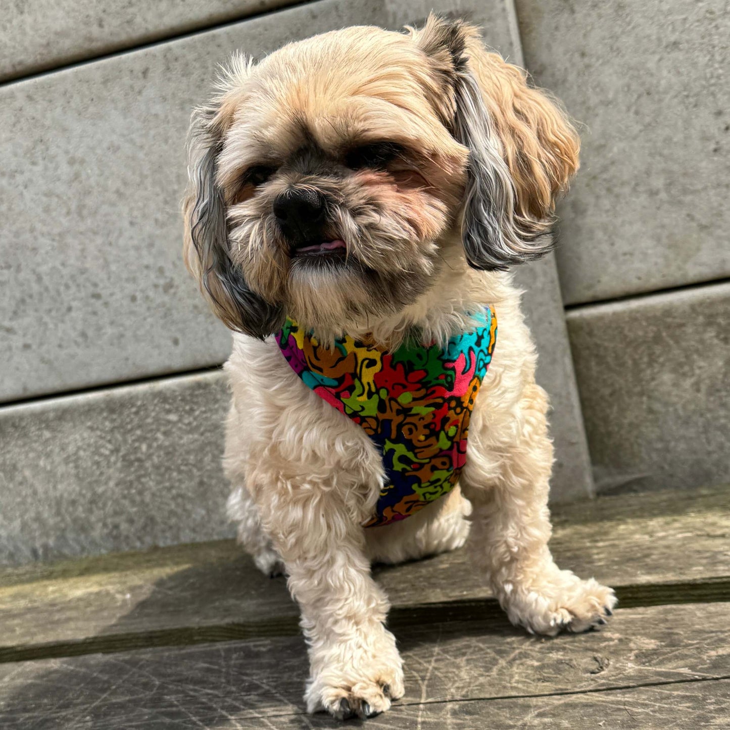 Small dog wearing the SIMI rainbow abstract African print harness by Bhooki