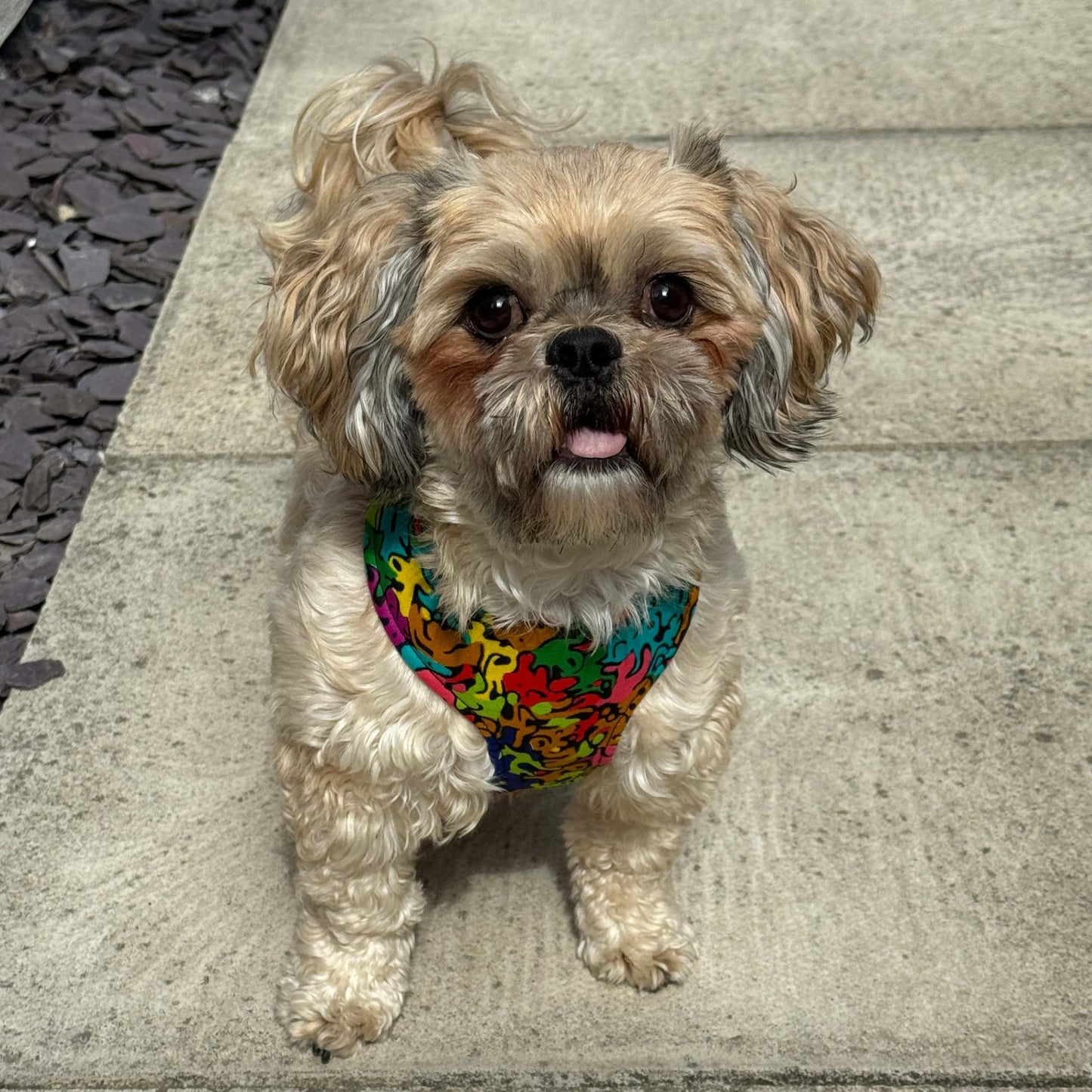 Small dog wearing the SIMI rainbow abstract African print harness by Bhooki
