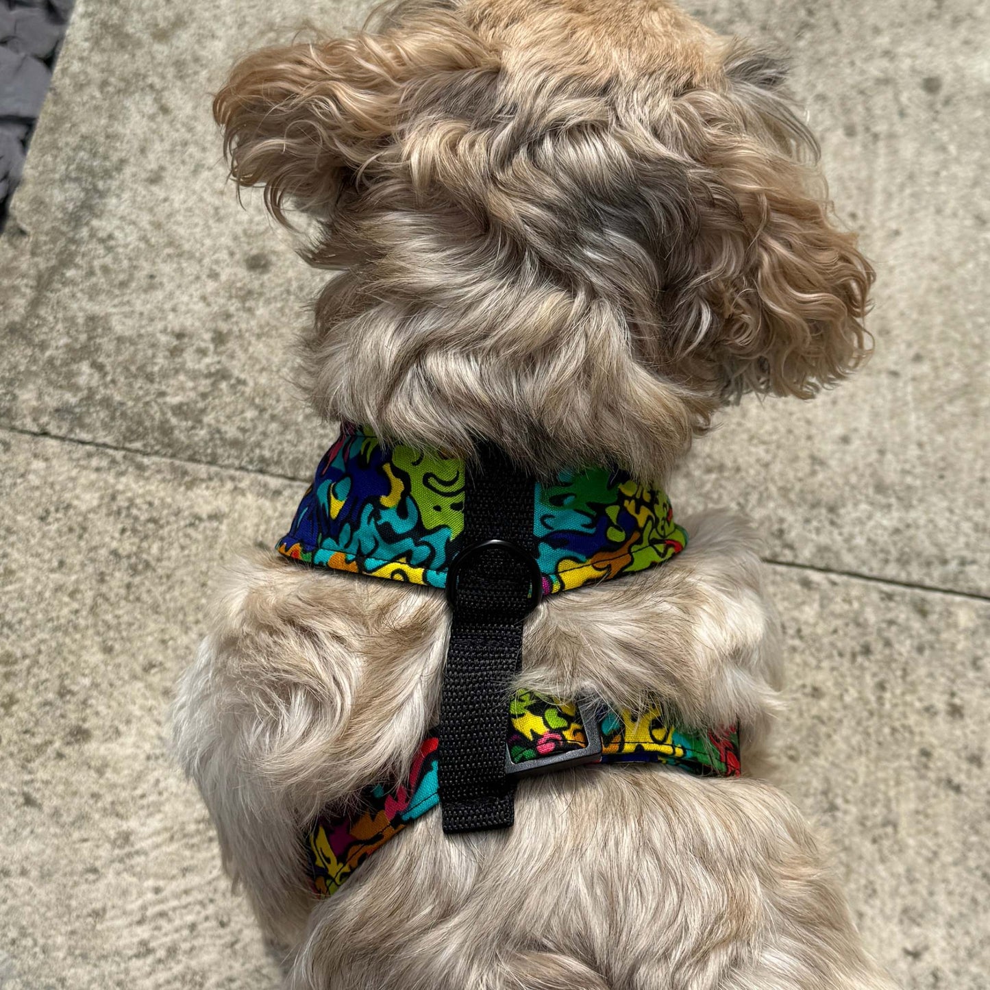 Small dog wearing the SIMI rainbow abstract African print harness by Bhooki
