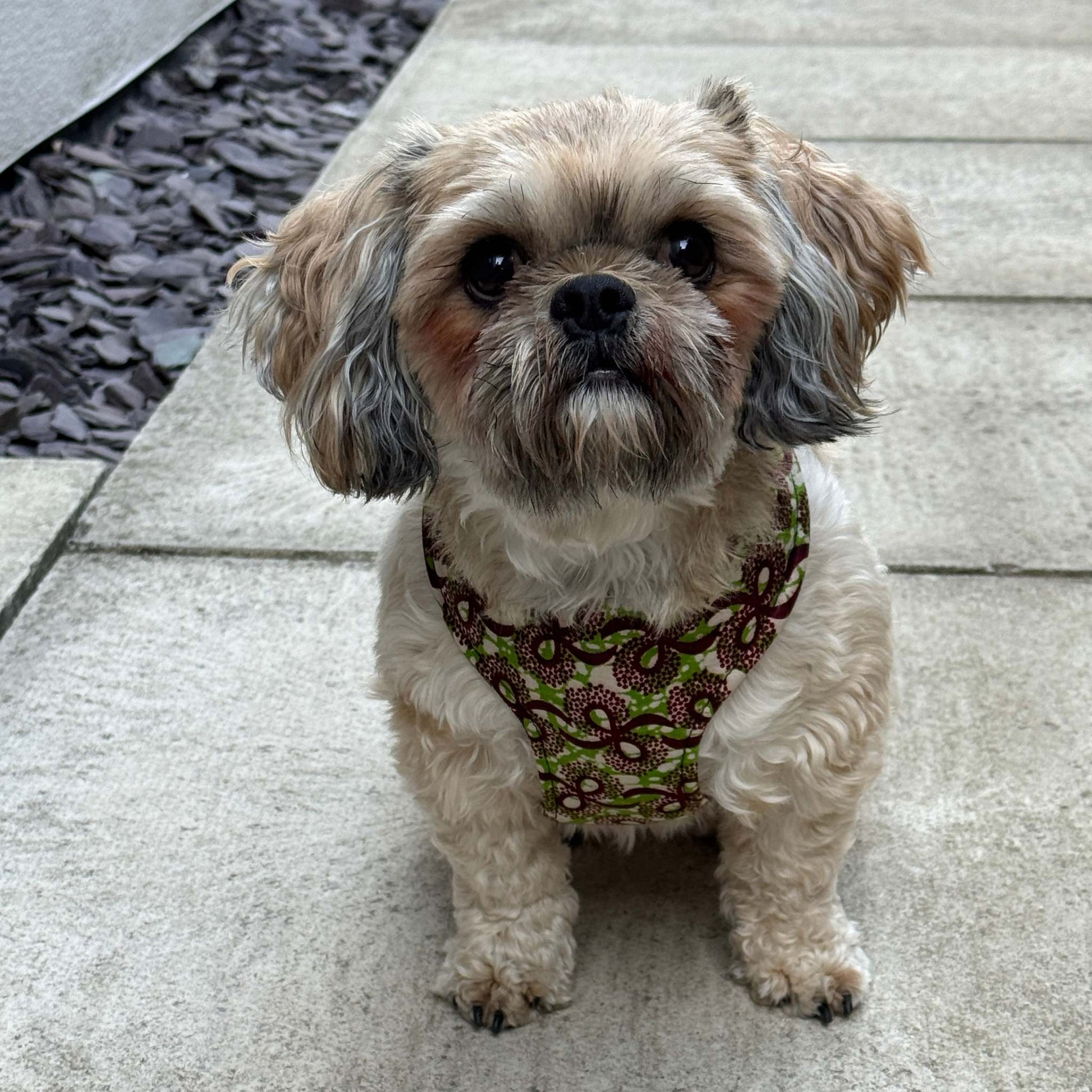 TOPE green and burgundy floral African print dog harness by Bhooki, handmade in the UK