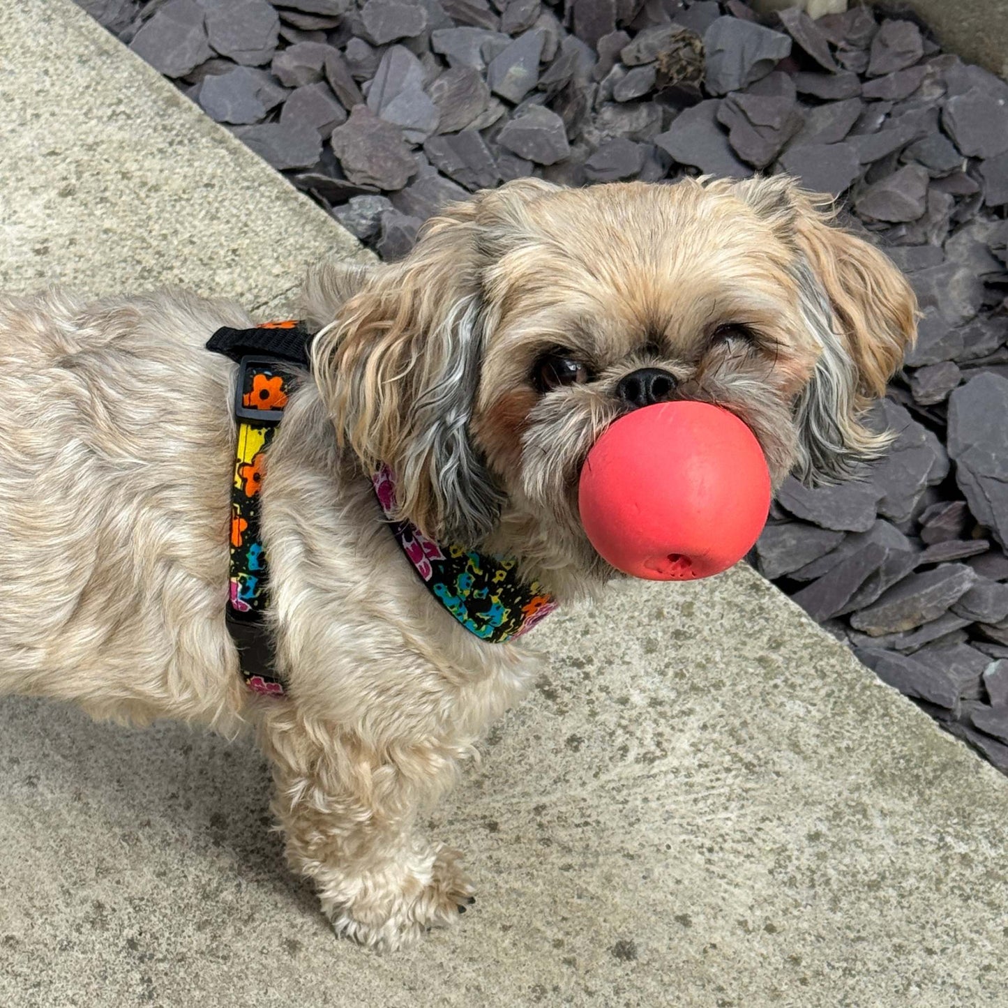 ZITA pink and orange floral African print dog harness by Bhooki, handmade in the UK
