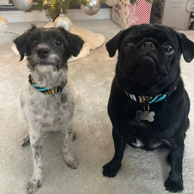 Two dogs wearing the OPE African Print Dog Collar